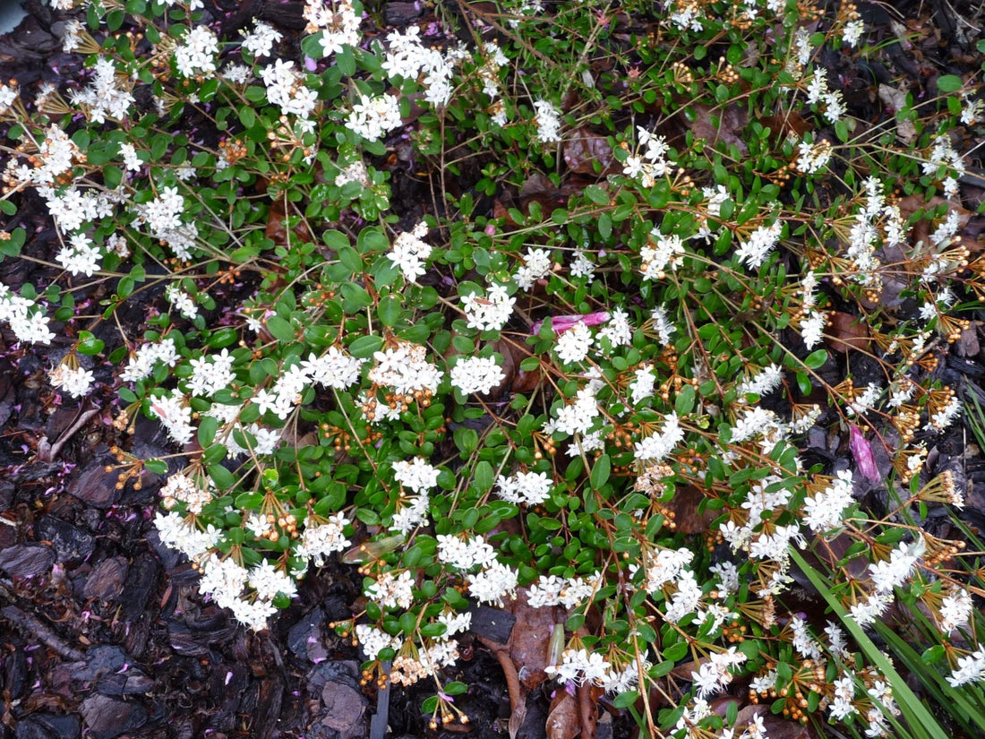 Woombye Phebalium prostrate (Phebalium woombye) - Ladybird Nursery