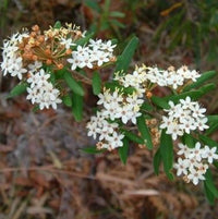 Woombye Phebalium prostrate (Phebalium woombye) - Ladybird Nursery