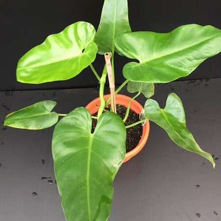 Philodendron Emerald Green - Ladybird Nursery