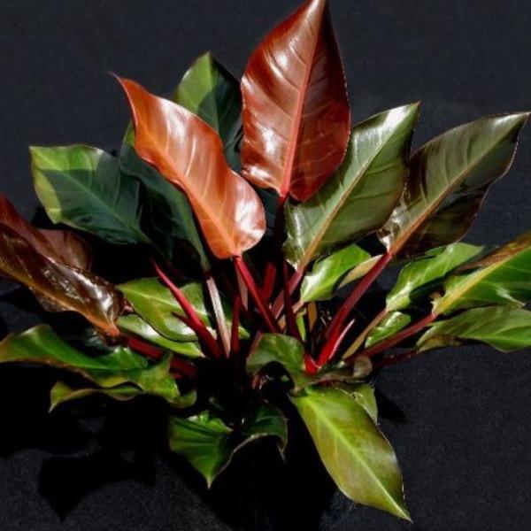 Philodendron Autumn - Ladybird Nursery