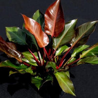 Philodendron Autumn