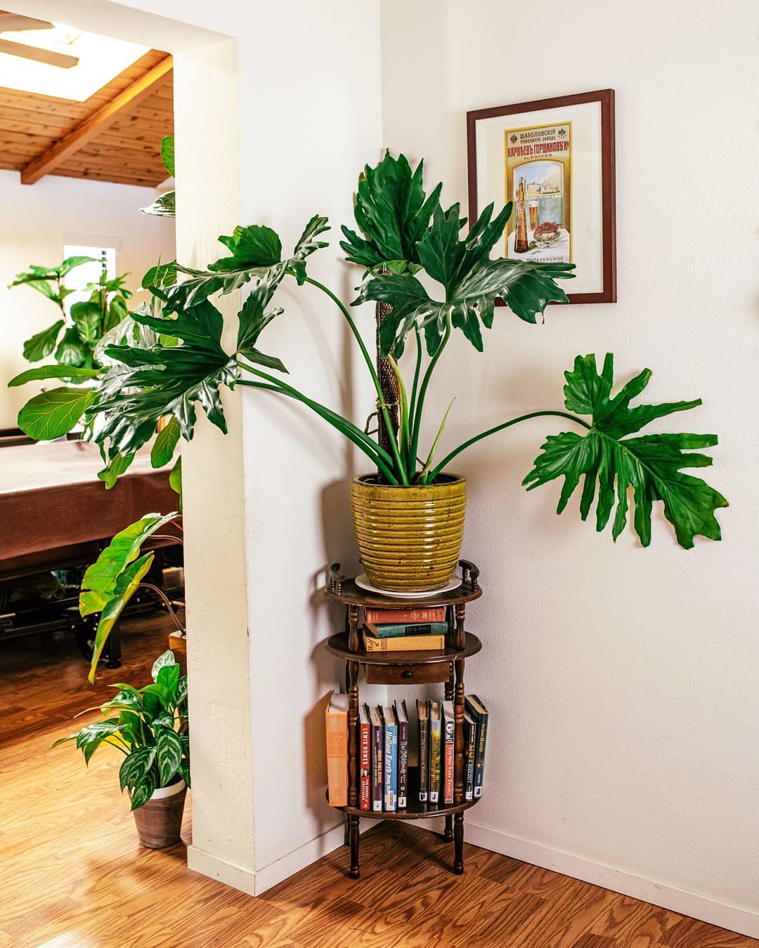 Tree Philodendron (Philodendron selloum)