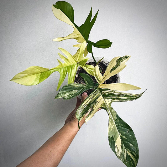 Philodendron Florida Beauty
