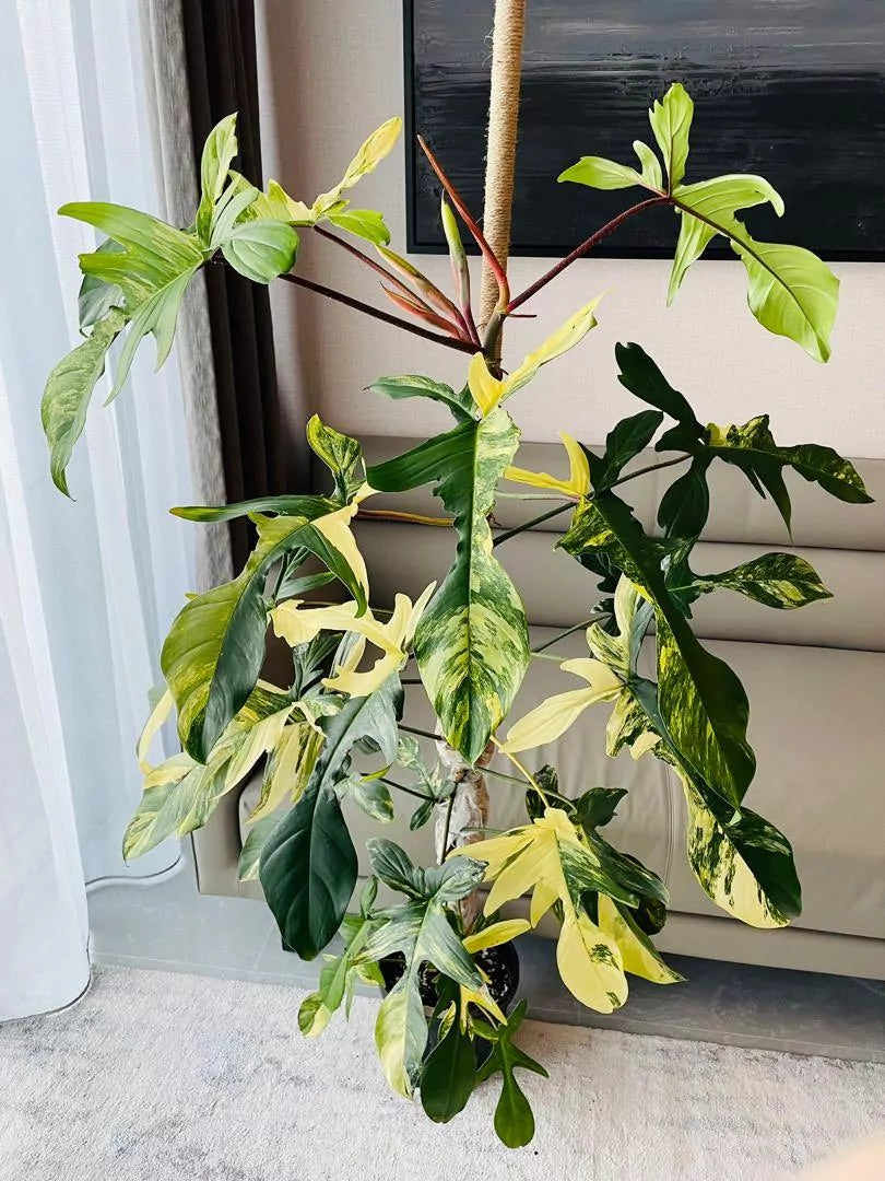 Philodendron Florida Beauty