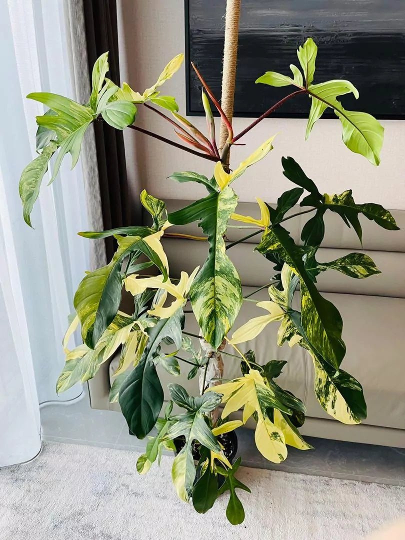 Philodendron Florida Beauty - Ladybird Nursery