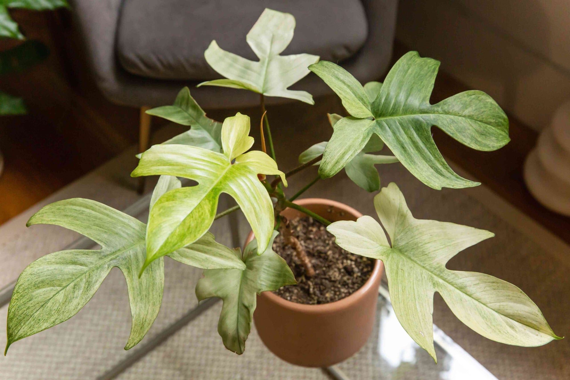 Philodendron Florida Ghost