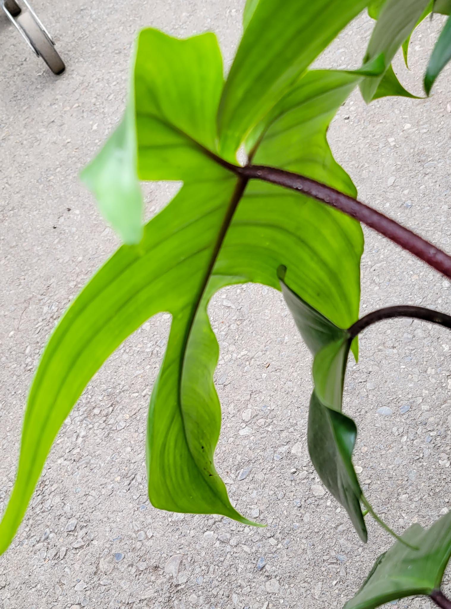 Philodendron Rudolph