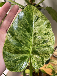 Philodendron 'Blizzard' (Philodendron Giganteum) - Ladybird Nursery