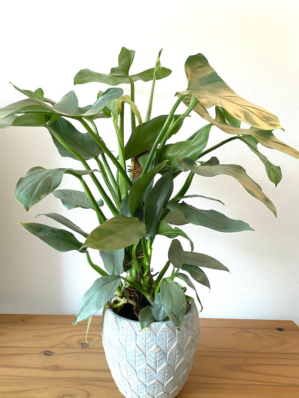 Philodendron Silver Sword (Philodendron hastatum) - Ladybird Nursery