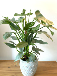 Philodendron Silver Sword (Philodendron hastatum)