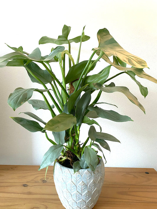 Philodendron Silver Sword (Philodendron hastatum)