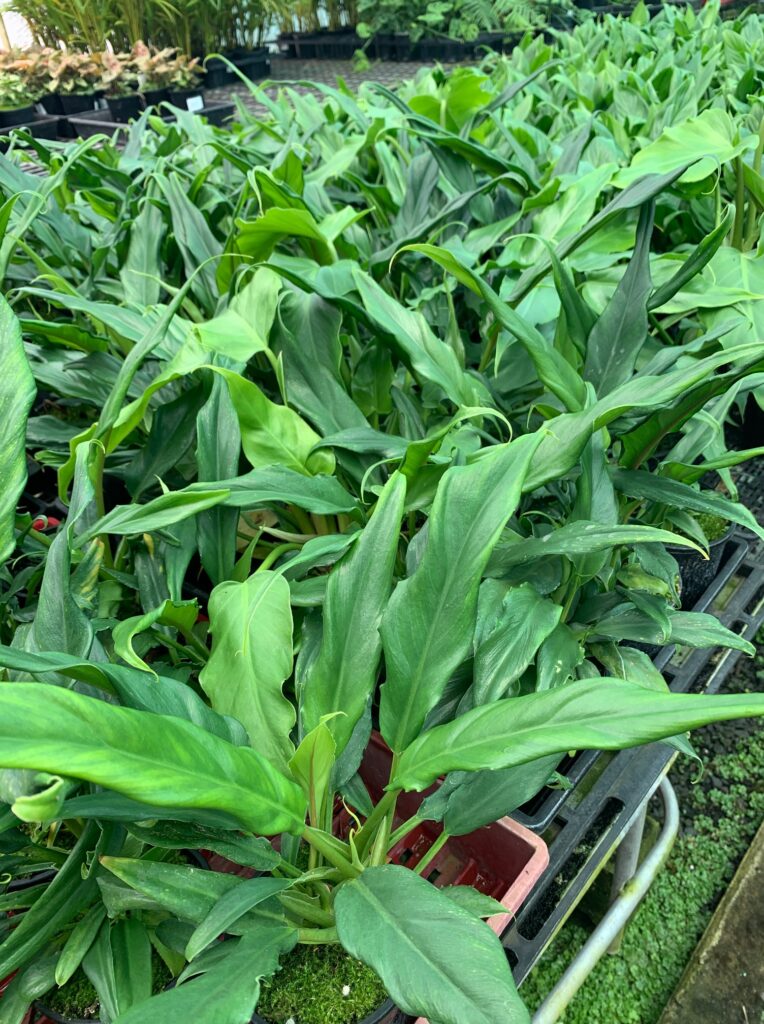 Philodendron Heather May - Ladybird Nursery