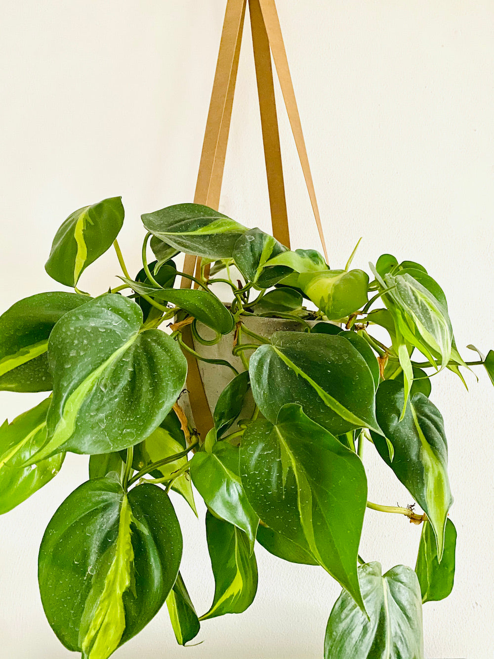 Philodendron Brasil (Philodendron hederaceum)