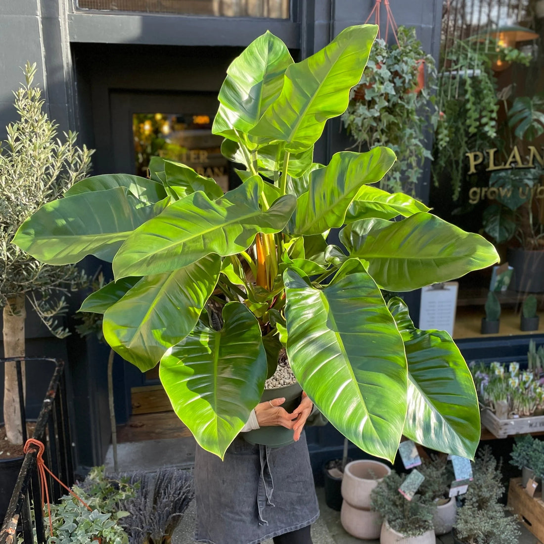 Philodendron Imperial Green - Ladybird Nursery