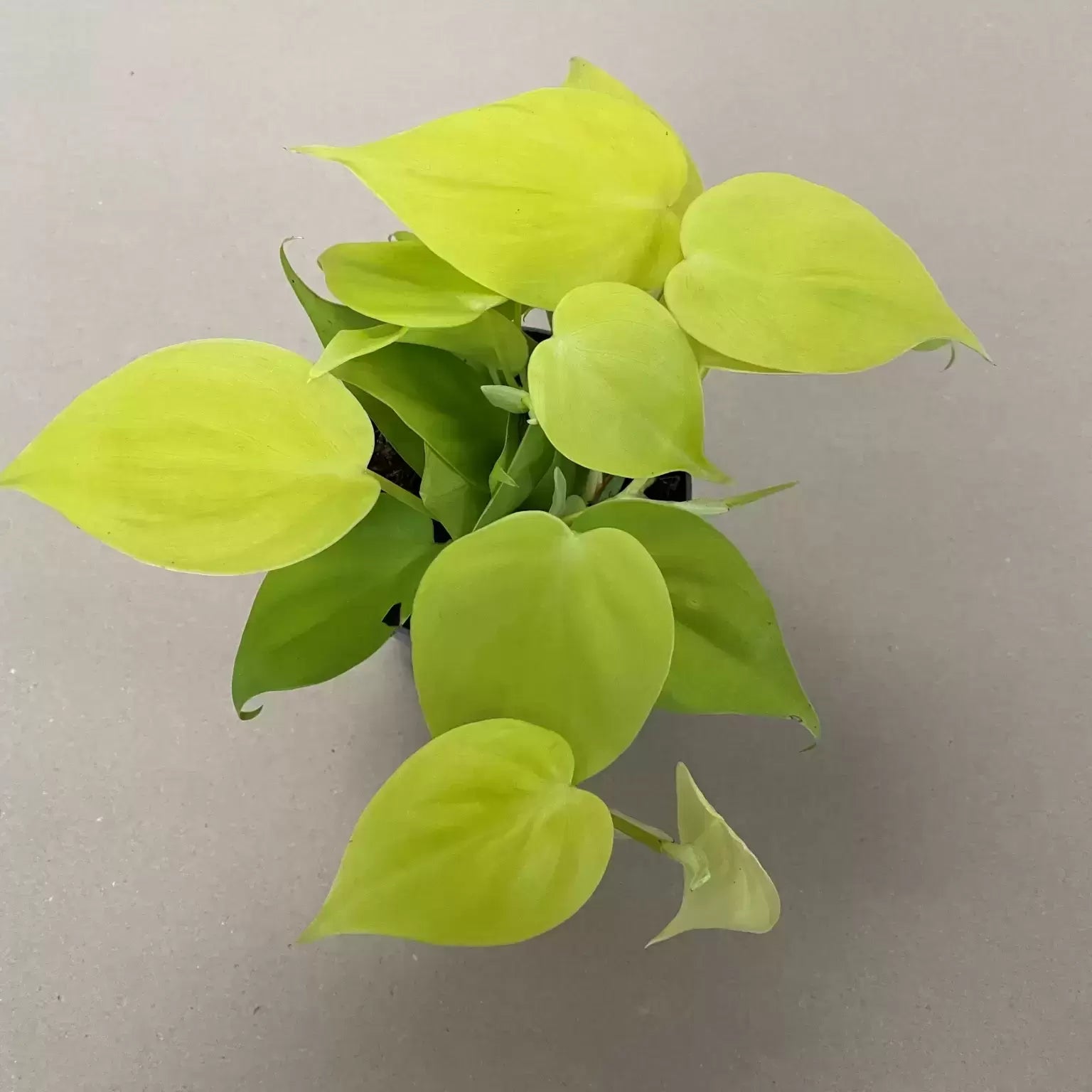 Philodendron Lemon Lime (Philodendron hederaceum)