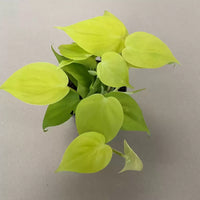 Philodendron Lemon Lime (Philodendron hederaceum)