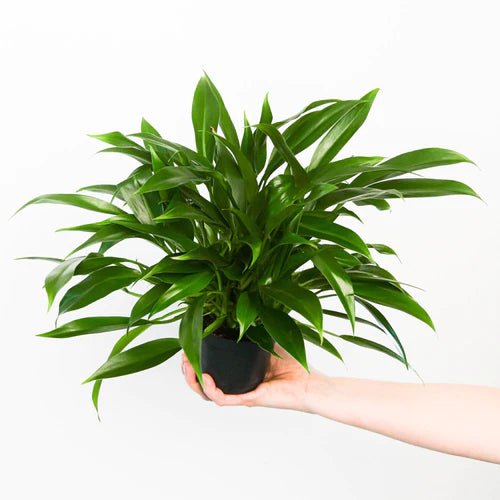 Philodendron Little Phil™ - Ladybird Nursery