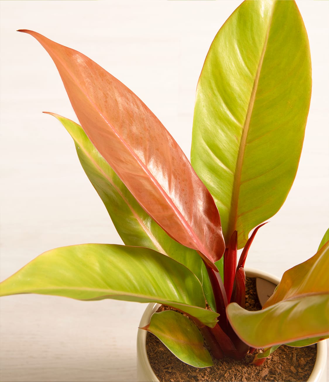 Philodendron Prince of Orange