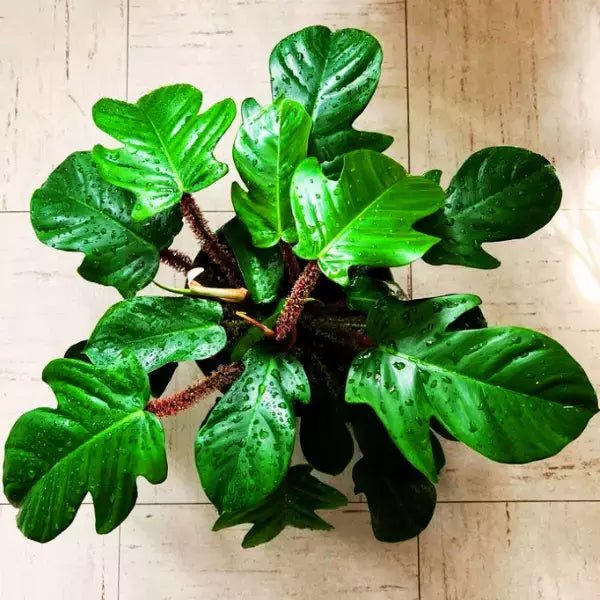 Philodendron (Philodendron squamiferum) - Ladybird Nursery