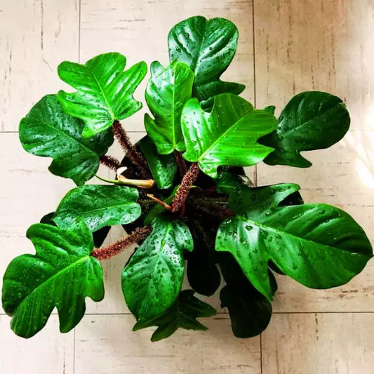 Philodendron (Philodendron squamiferum)