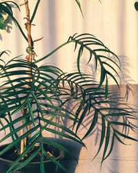 Philodendron (Philodendron tortum)