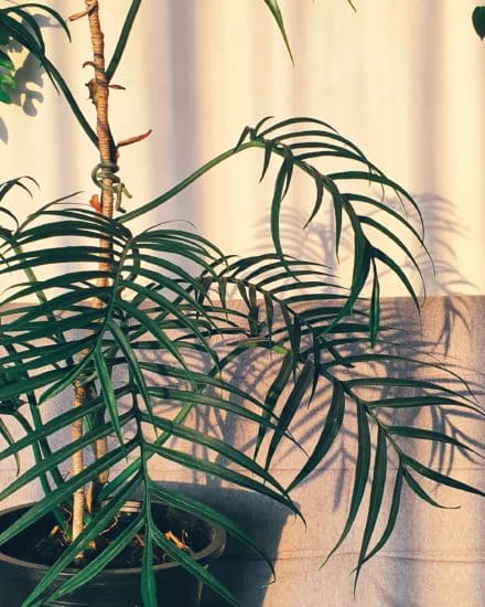 Philodendron (Philodendron tortum) - Ladybird Nursery