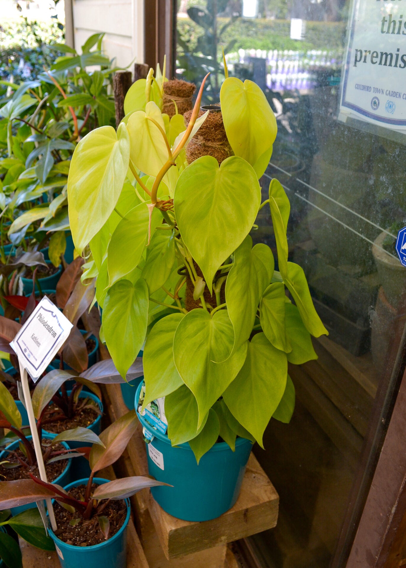 Philodendron Gold Heartleaf (Philodendron cordatum) - Ladybird Nursery