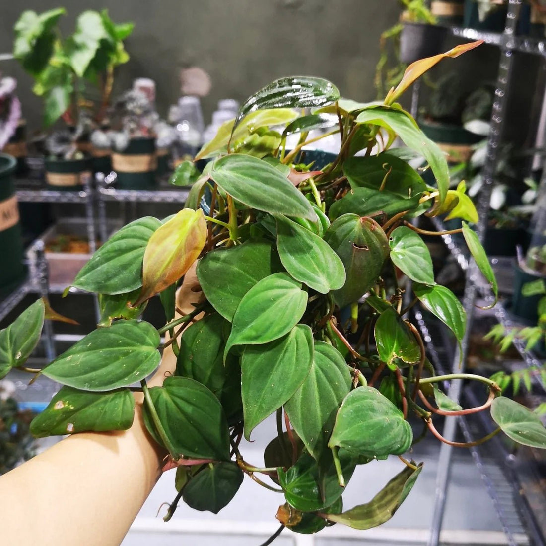 Philodendron (Philodendron micans) - Ladybird Nursery