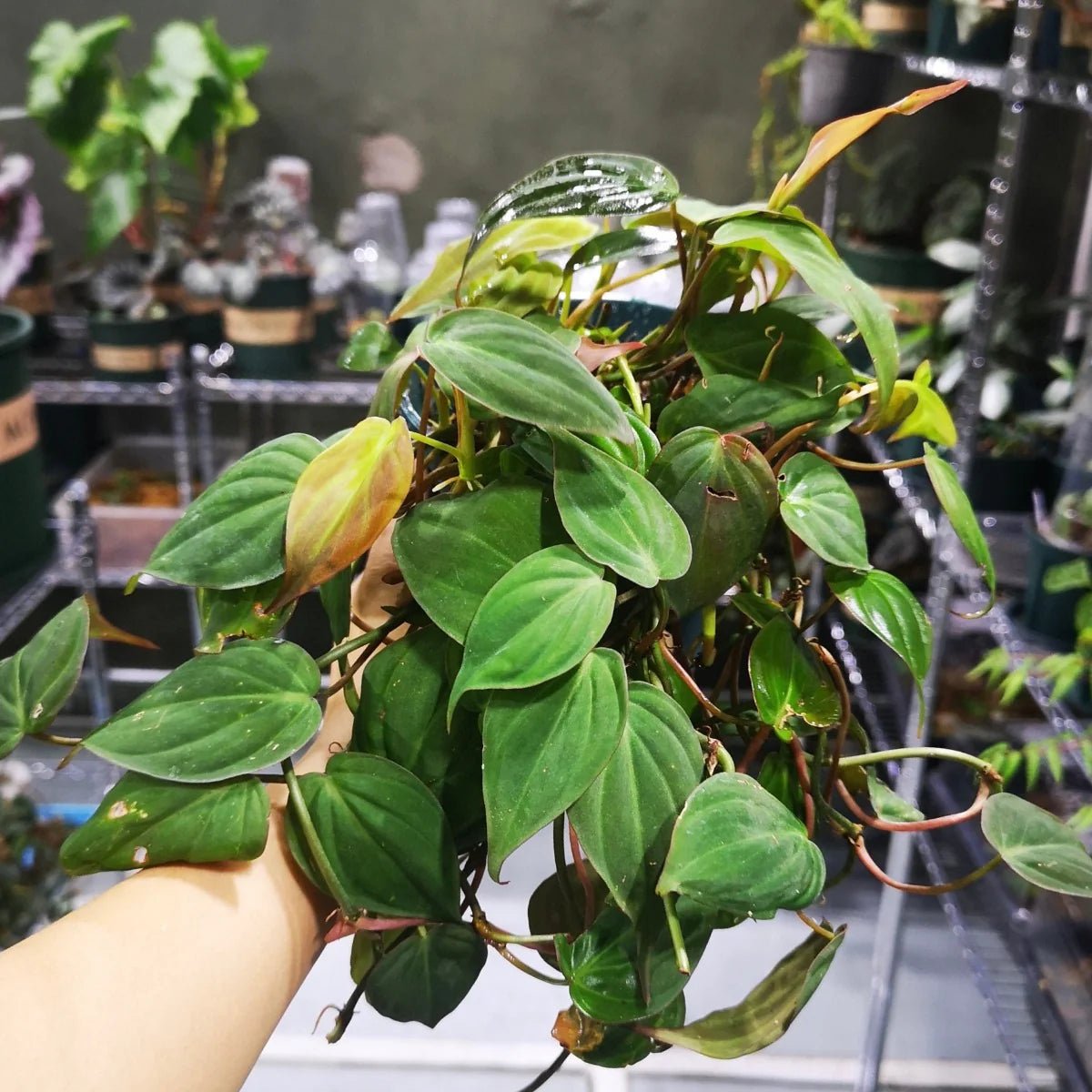 Philodendron (Philodendron micans) - Ladybird Nursery