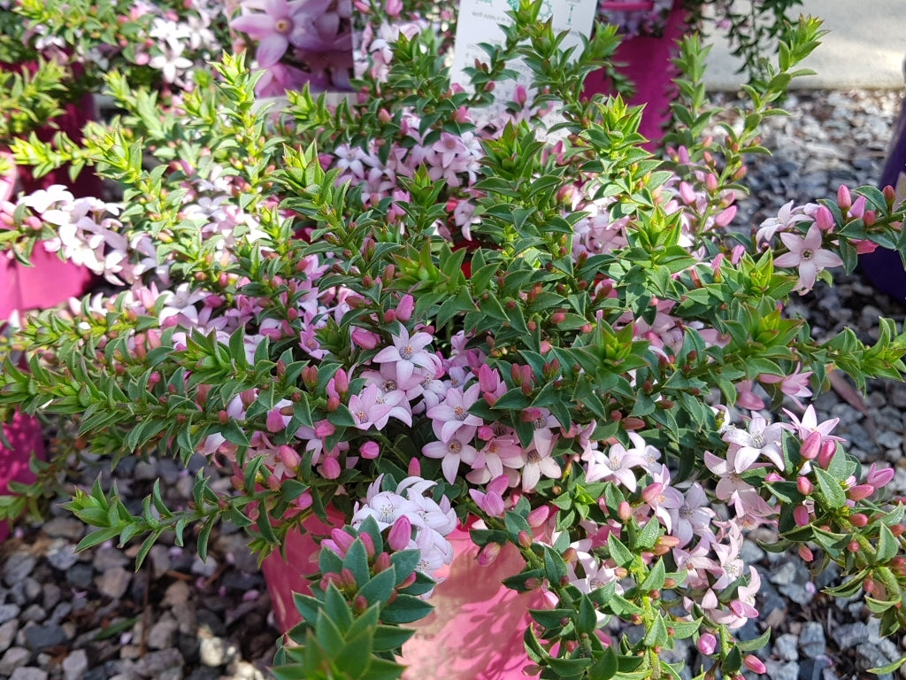 Waxflower Cascade of Stars (Philotheca buxifolia)