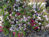 Waxflower Cascade of Stars (Philotheca buxifolia) - Ladybird Nursery