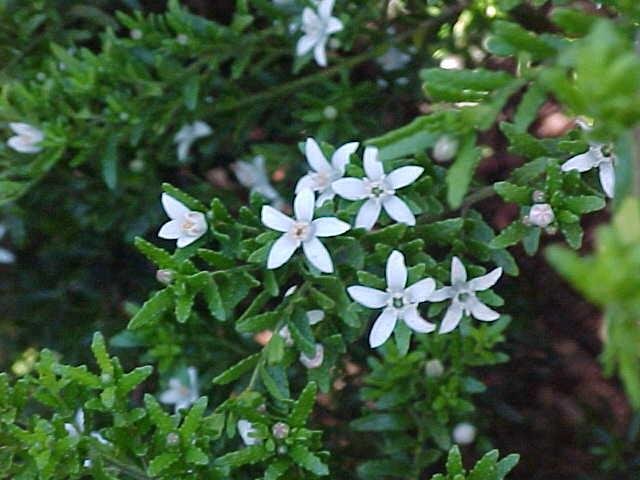 Waxflower (Philotheca difformis) - Ladybird Nursery
