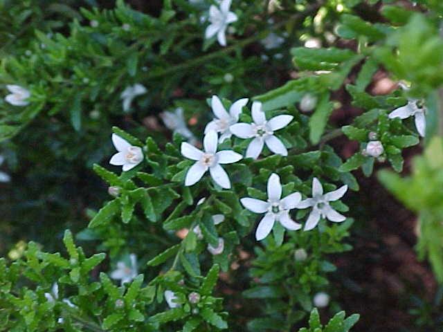 Waxflower (Philotheca difformis)