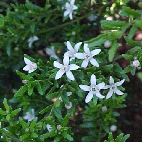 Waxflower (Philotheca difformis) - Ladybird Nursery