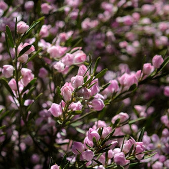 Waxflower Soft Swirls (Philotheca)