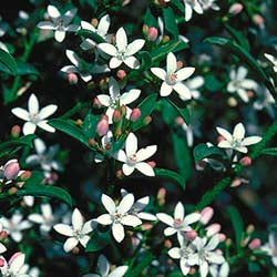 Waxflower Profusion (Philotheca myoporoides)