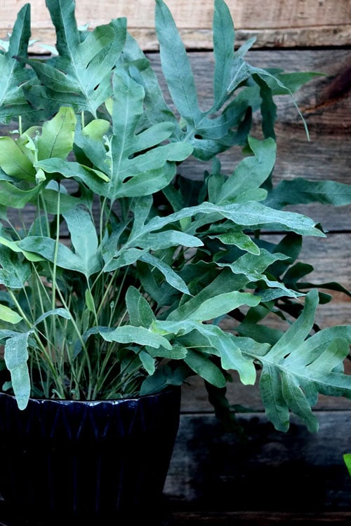 Blue Star Fern (Polypodium aureum)