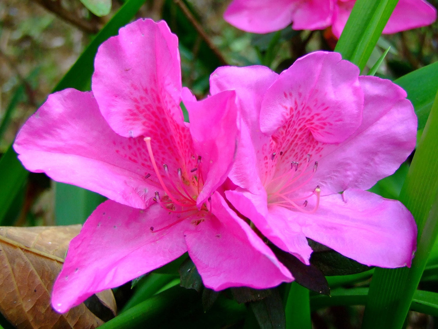 Azalea phoeniceum