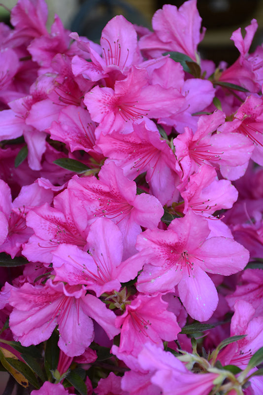 Azalea phoeniceum
