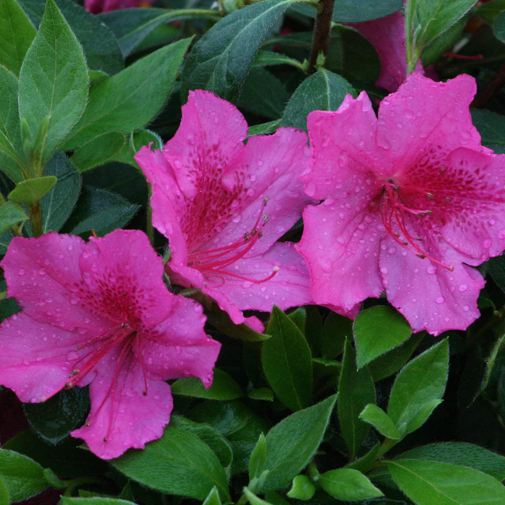 Azalea phoeniceum