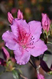 Azalea phoeniceum - Ladybird Nursery