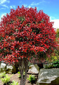 Red Tip Photinia Robin (Photinia fraseri)