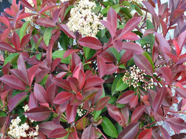 Photinia rubens (Photinia glabra)