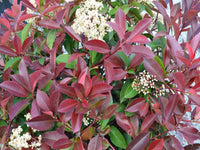 Photinia rubens (Photinia glabra)