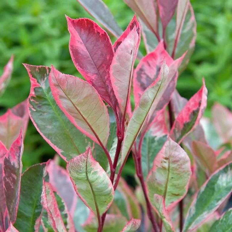 Variegated Photinia (Photinia spp.) - Ladybird Nursery