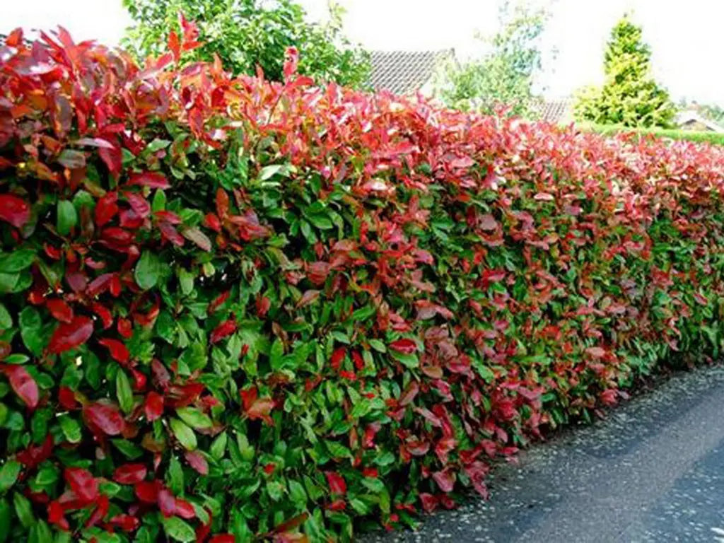 Photinia (Photinia robusta)