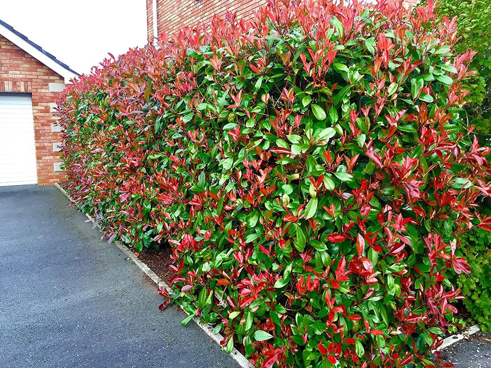 Red Tip Photinia Robin (Photinia fraserii)