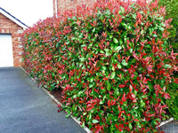 Red Tip Photinia Robin (Photinia fraserii)