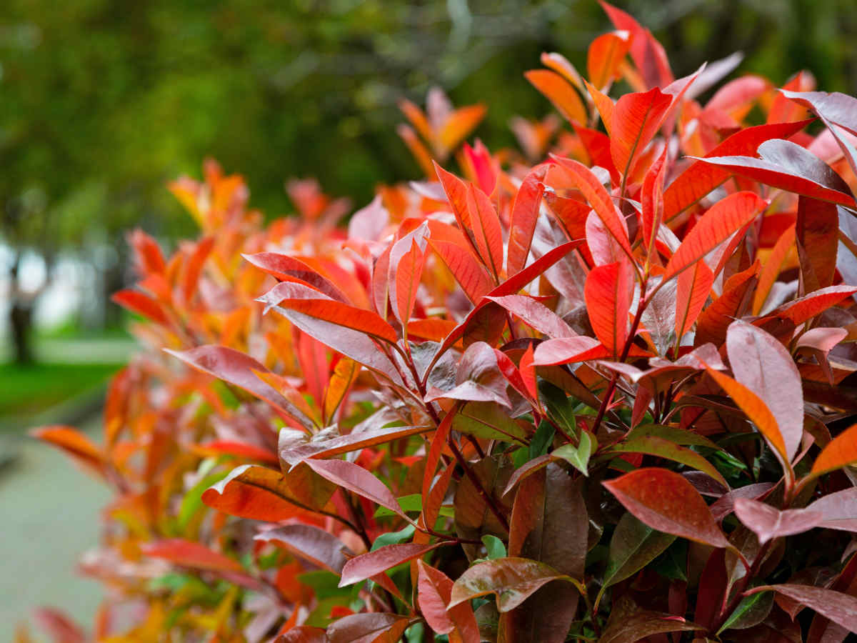 Red Tip Photinia fraserii Black Jack (Photinia x)