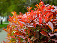 Red Tip Photinia fraserii Black Jack (Photinia x)